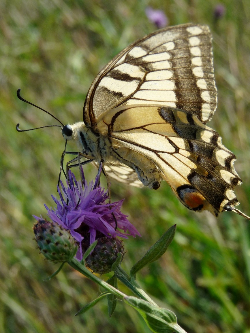 Papilio machaon